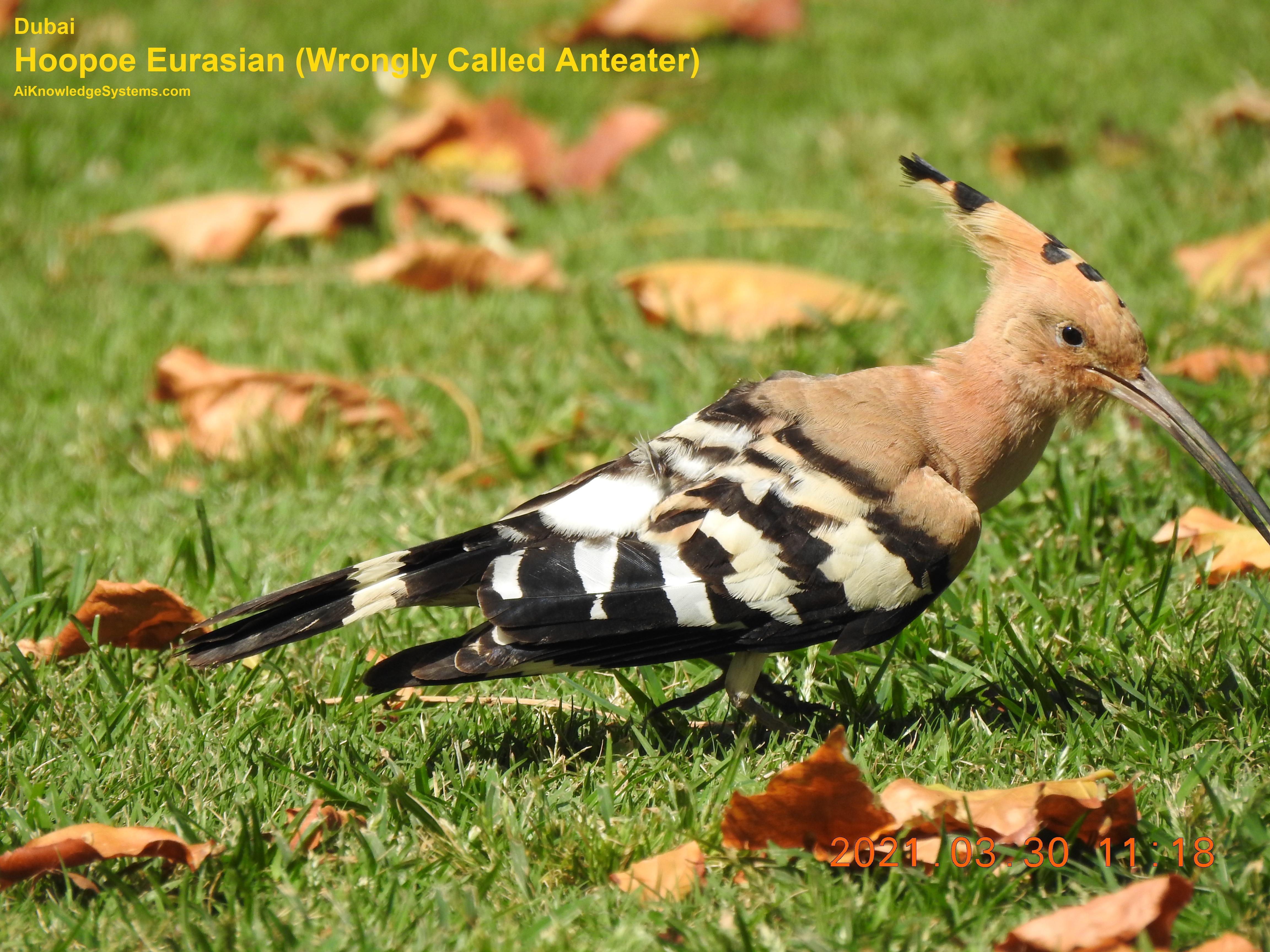 Hoopoe Eurasian (16) Coming Soon